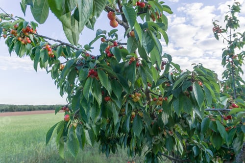 Preview: Cherry Tree Plantation Valbona Teruel Spain