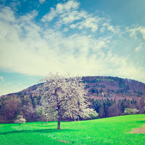 Preview: Flowering Trees Surrounded By Sloping Meadows In Switzerland, Instagram Effect
