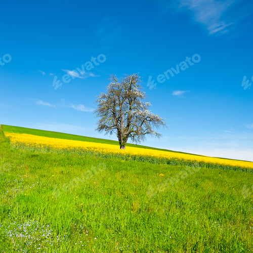 Preview: Solitary Flowering Tree Surrounded By Sloping Meadows In Switzerland, Instagram Effect