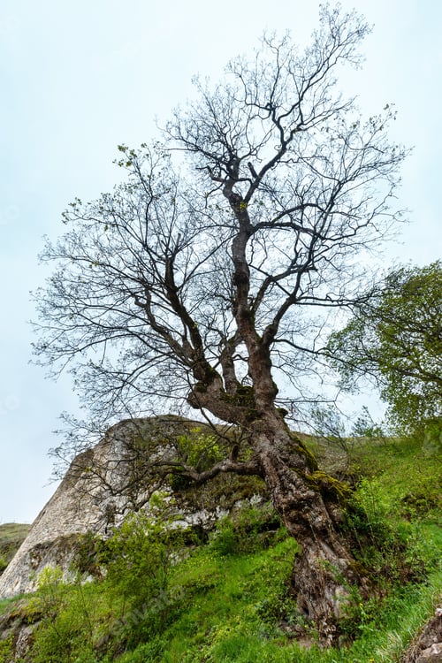 Preview: Old Big Spring Tree Near Big Stone. Near Rukomysh Cave Temple, Buchach District, Ternopil Region