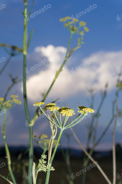 Preview: Hogweed Plant. Heracleum Sphondylium