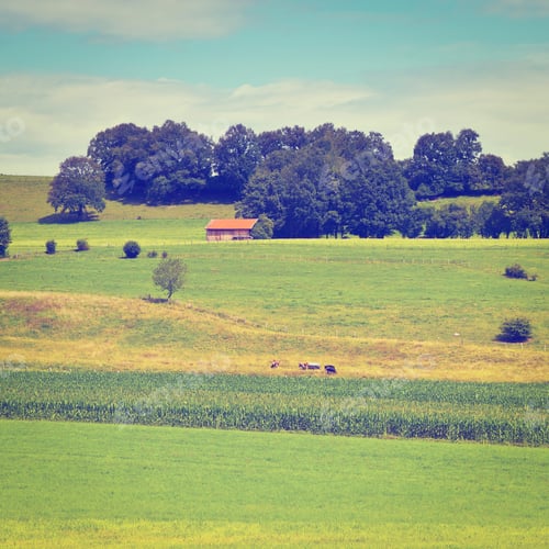 Preview: Plantation Of Fodder Corn In Southern Bavaria, Retro Effect