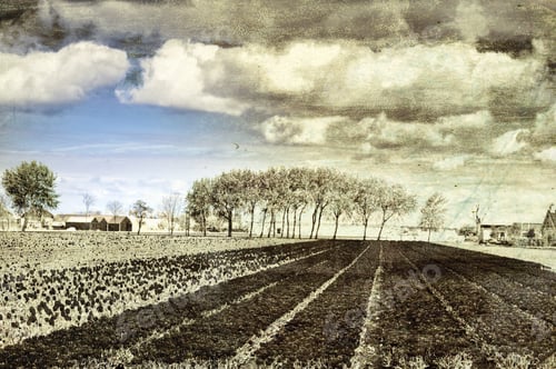 Preview: Fields Of Blooming Tulip Flowers In Netherlands. Greenhouses For Growing Tulip In Holland. Vintage