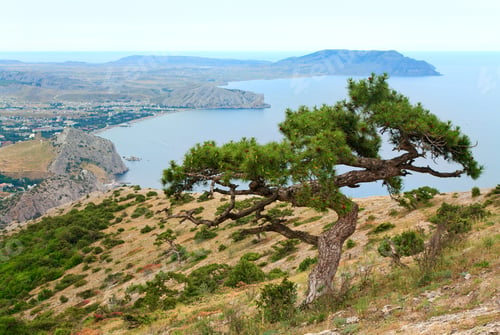 Preview: Juniper Tree On Rock And Sudak City Background (Crimea, Ukraine).