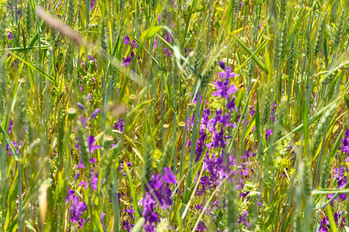 Preview: Spring Landscape In Gudar Mountains Teruel Aragon Spain