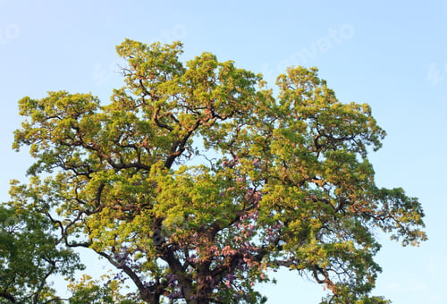 Preview: Big Oak Tree Top On Blue Sky Background