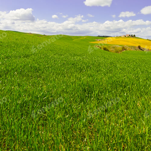 Preview: Green Sloping Meadows Of Tuscany