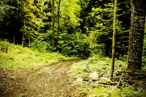 Preview: Footpath In Dense Forest In The Austrian Alps, Rainy Day. Vintage Style