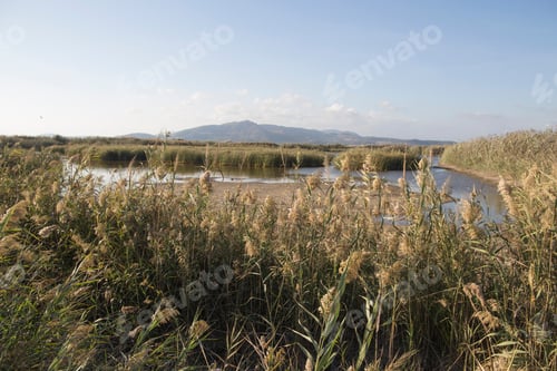 Preview: Marjal Del Moro Wetland In Puzol Valencia Province Spain
