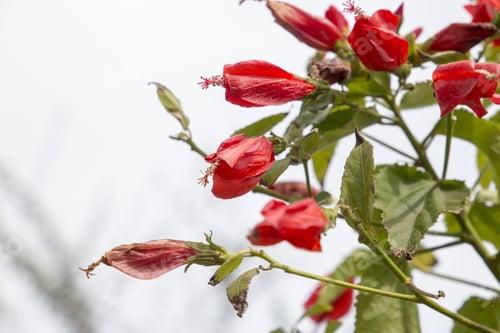 Preview: Malvaviscus Penduliflorus Flower