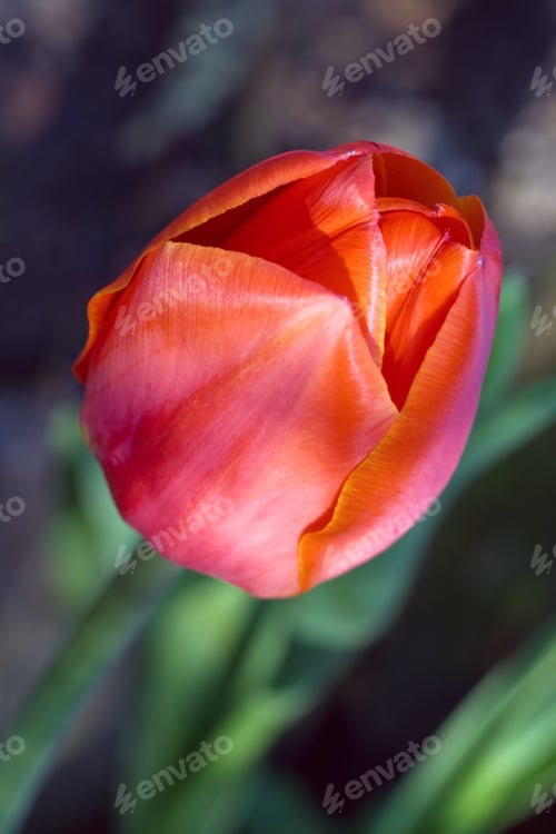 Preview: Red Tulip Flower (From Above)
