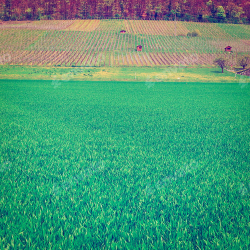 Preview: Alpine Pasture And Vineyard Framed By Forest In Switzerland, Retro Effect