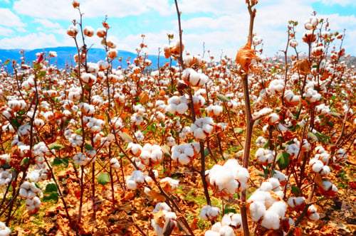Preview: Cotton Field Background Ready For Harvest Under The Israel Sky Macro Close Ups Of Plants