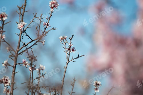 Preview: Almond Tree Flowers On Branch Blooming In Teruel Plantations Aragon Spain