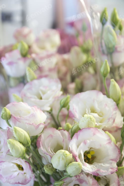 Preview: Pink Rhododendron France