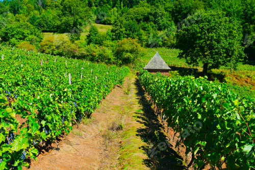 Preview: Ripe Black Grapes In The Autumn In France