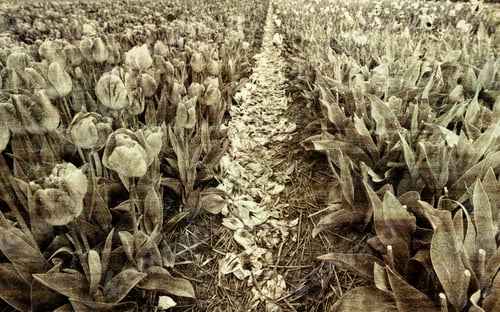 Preview: Fields Of Blooming Tulip Flowers In Nethrlands. Assorted Flowers In A Dutch Spring Garden Ready For