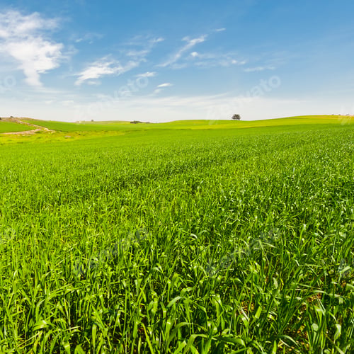 Preview: Green Field In Israel At Spring