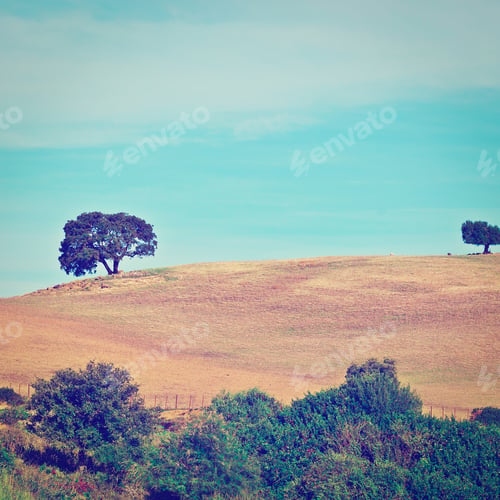 Preview: Trees On The Hill In Spain, Instagram Effect