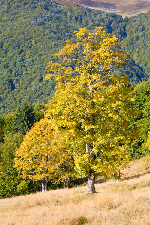 Preview: Big Tree On Autumn Mountain (Carpathian Mountains, Ukraine) Background