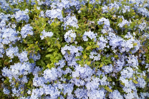 Preview: Plumbago Capensis-Jazmín Azul