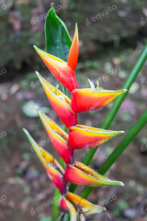 Preview: Heliconia Rostrata Flowers Caribbean