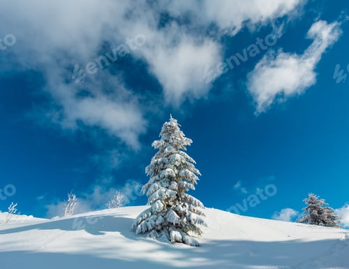 Preview: Beautiful Winter Snow Covered And Rime Frosting Big Fir Tree On Mountain Slope With Snowdrifts On
