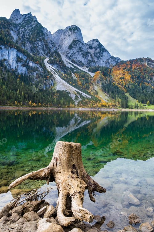 Preview: Tree Stumps After Deforestation Near Gosauseen Or Vorderer Gosausee Lake, Upper Austria. Colorful