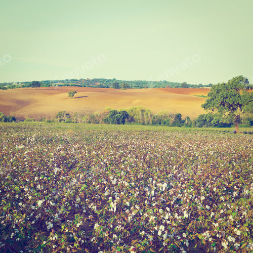 Preview: Ripe Cotton Bolls On Branch Ready For Harvests, Retro Effect