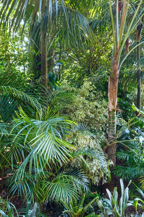 Preview: Beautiful Summer City Park Grove With Subtropical Plants