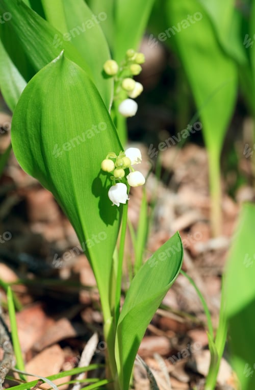 Preview: Spring Lily Of The Valley "Convallaria Majalis" (Close-Up)