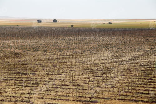 Preview: Winter Vineyards In La Mancha Spain