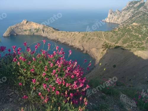 Preview: Sea Landscape With Natural Red Flowers On Forefront And Capchik Cape And Rhino Cape On Background