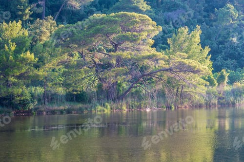 Preview: Summer Evening Lake In Pine Forest Landscape With Big Pine Tree On The Shore