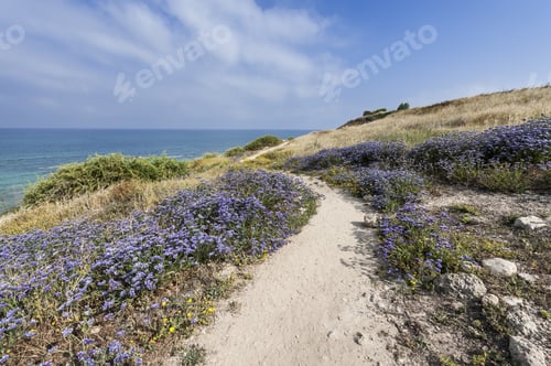 Preview: Dunes On The Shore Of The Mediterranean Sea In Israel. Spring Flowers In The Israeli Apollonia
