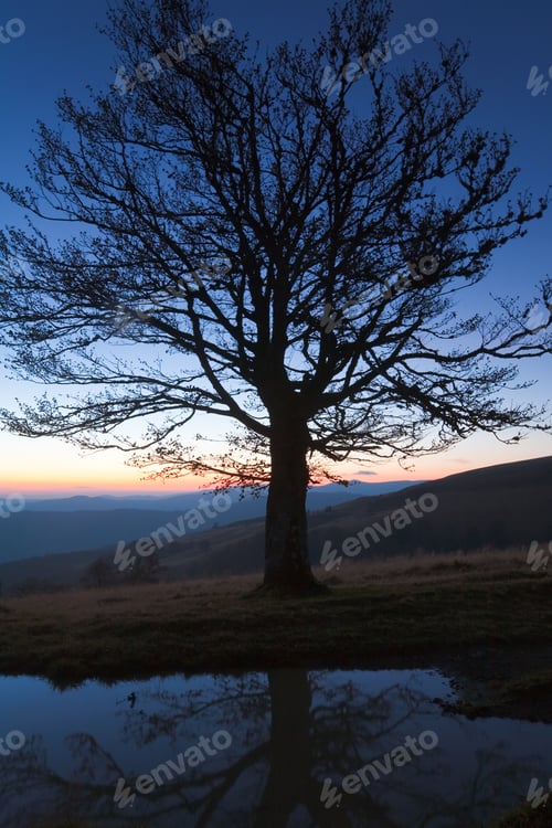 Preview: Lonely Autumn Naked Tree On Night Mountain Hill Top In Last Sunset Light (And Its Reflection In A