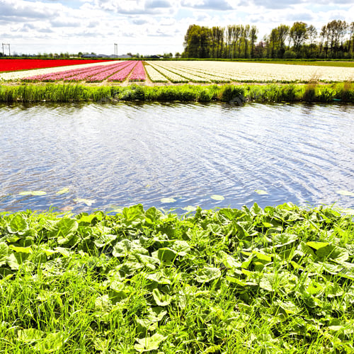 Preview: Fields Of Blooming Tulip Flowers In Netherlands. Assorted Flowers In A Dutch Spring Garden Near The