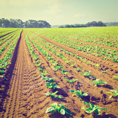 Preview: Rows Of Fresh Young Green Seedling In Portugal, Instagram Effect
