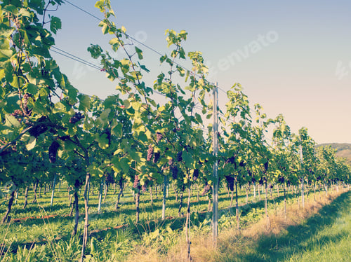 Preview: Wineyards In The Area Of Mosel In Germany. Image Taken During A Sunny Day In The Autumn Time. It'S