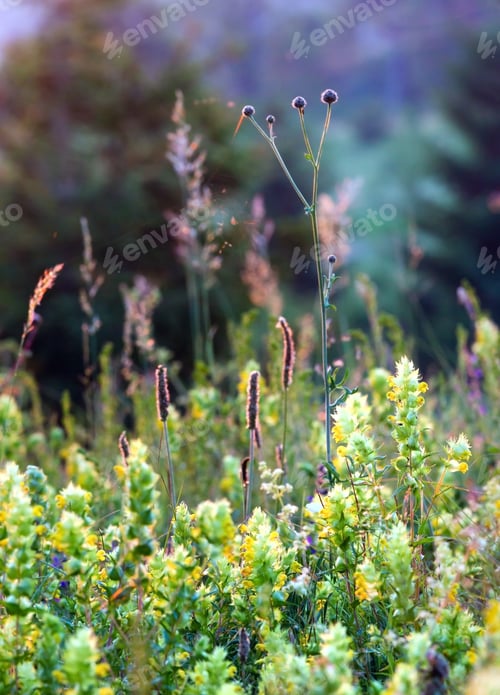 Preview: Beautiful Summer Sunset Wildflowers On Mountain Glade Near Forest