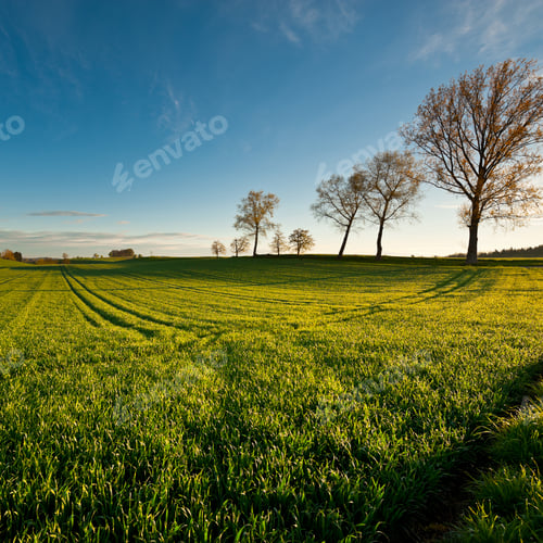 Preview: Green Pastures Around Farm House In Switzerland In The Morning
