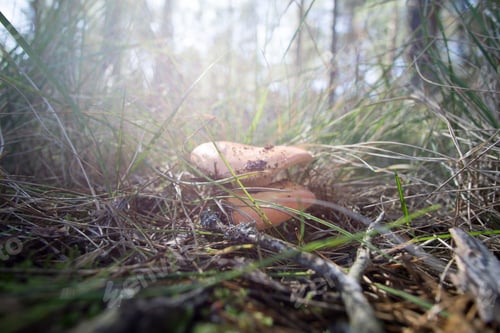 Preview: Wild Mushrooms In Teruel Mountains Aragon Spain