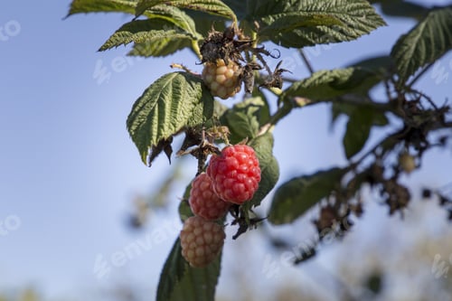 Preview: Blackberries In Bush