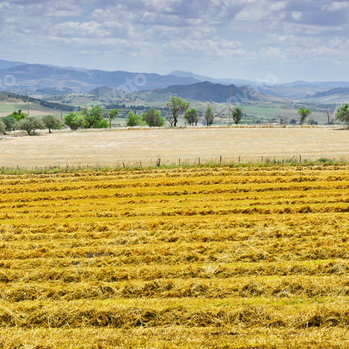 Preview: Mown Wheat Field On The Hills In Sicily