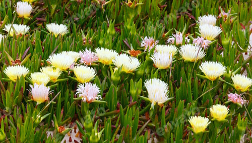 Preview: Carpobrotus (Known As Pigface, Ice Plant) With White Large Daisy-Like Flowers Closeup.