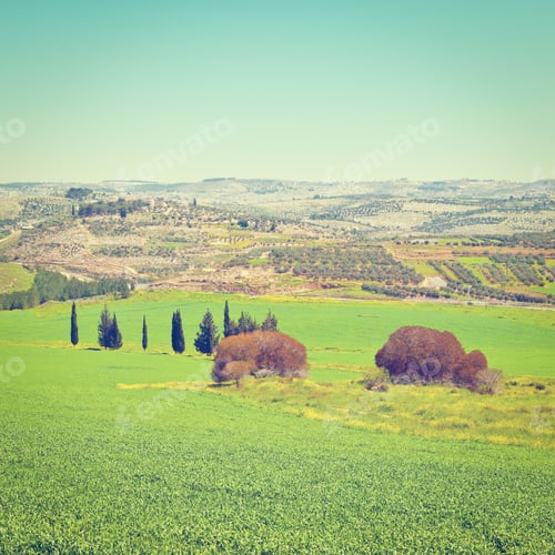 Preview: Green Fields In Israel, Spring, Retro Effect