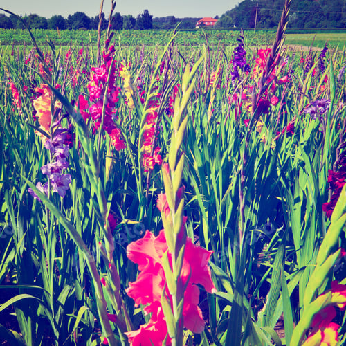 Preview: Plantation Of Gladioli In Bavaria, Germany, Instagram Effect