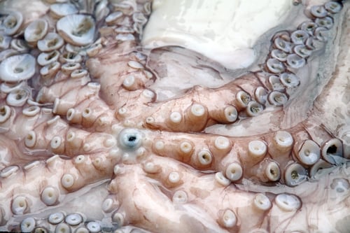Visualização: Raw Octopus, Bolhao Old Market In Porto, Portugal