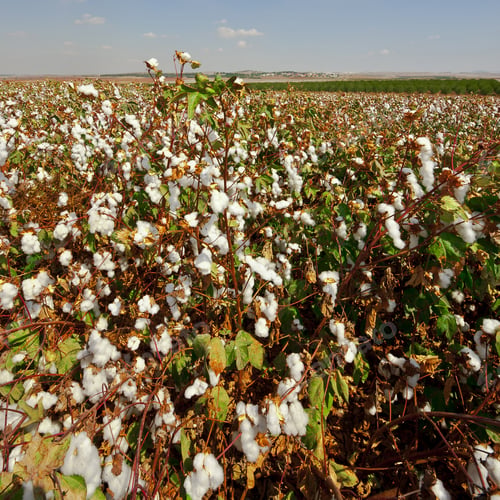 Preview: Ripe Cotton Bolls On Branch Ready For Harvests, Israel