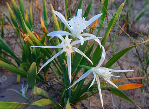 Preview: White Sand Lilies (Closeup) On Sandy Beach.